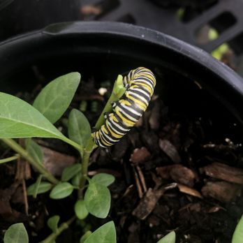 Palmer's Garden & Goods - Feeding on tropical milkweed. Please be careful planting this. - Nurseries & Gardening Near Me - Orlando, Florida Palmer's Garden & Goods - Feeding on tropical milkweed. Please be careful planting this. - Nurseries & Gardening Near Me - Orlando, Florida