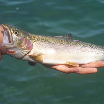 Trout College - Fishing Near Me Trout College - Fishing Near Me
