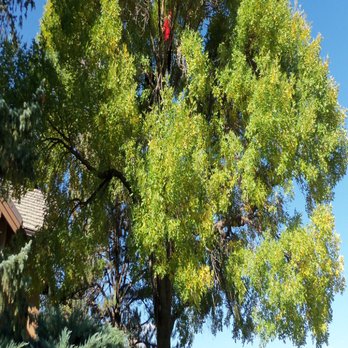 Newell Bros Tree & Landscaping Service - Tree Services Near Me - Evans, Colorado Newell Bros Tree & Landscaping Service - Tree Services Near Me - Evans, Colorado