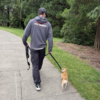 Got Sit Dog Training - Pet Training Near Me Got Sit Dog Training - Pet Training Near Me
