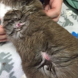 Possible guinea pig bites on my bunny. Who passed away. There were more on his  body. We were only lucky enough to have him 10 days.