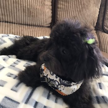Ooh La La Mobile Dog Spaw - Pet Groomers Near Me - Wildomar, California
