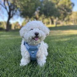 Doggee Club
