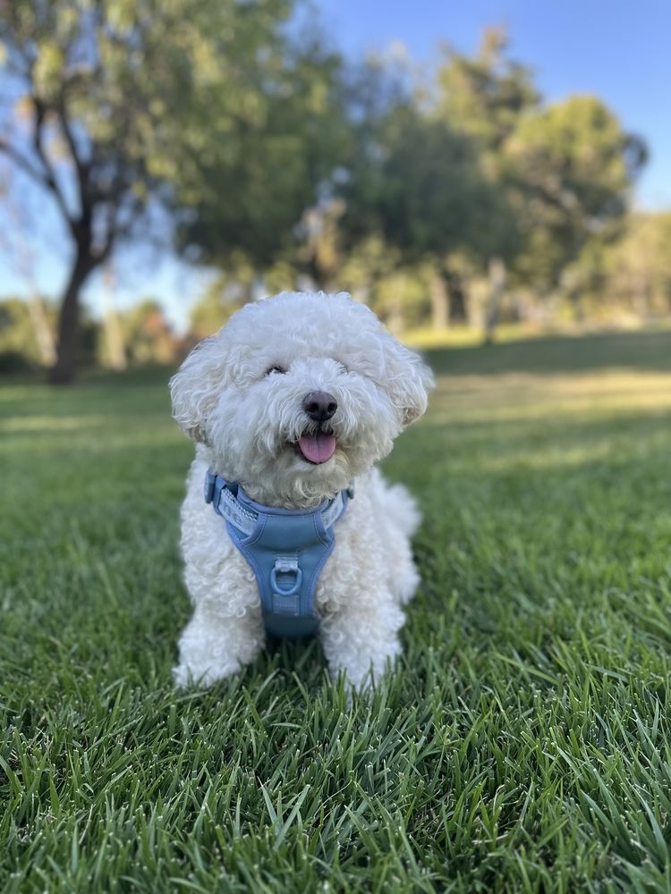 Doggee Club