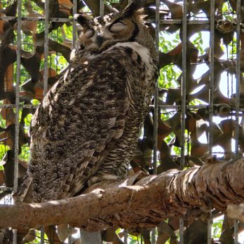 California Raptor Center - Specialty Schools Near Me - Davis, California California Raptor Center - Specialty Schools Near Me - Davis, California