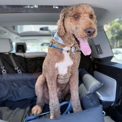 Quality Pet Spot Willow Glen - Nelson (70 lbs goldendoodle) after getting a fresh cut for the heat!