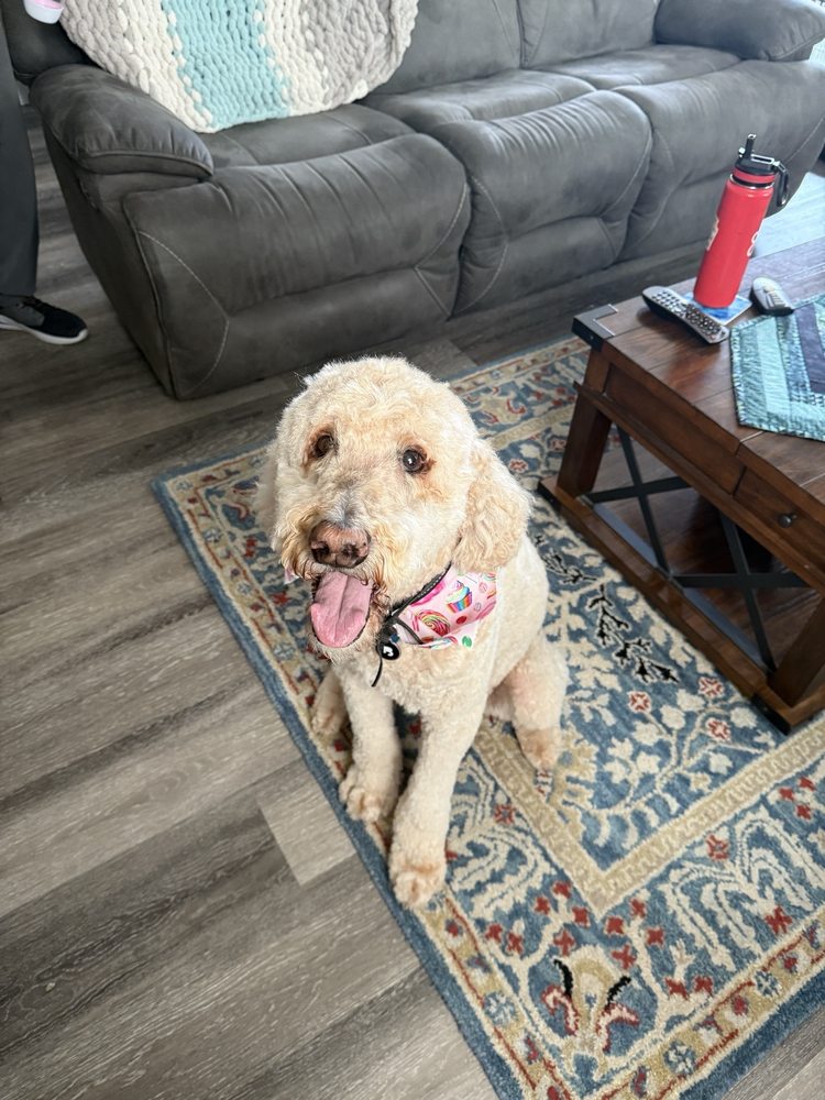 Oasis Pet Spa Image