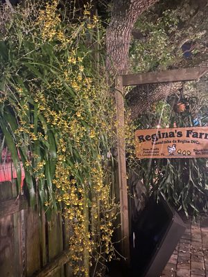 Regina's Farm ( Fazendinha da Regina) by null