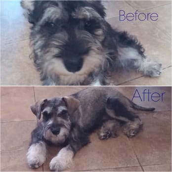 Tender Touch Grooming - Pet Groomers Near Me - Granada Hills, California