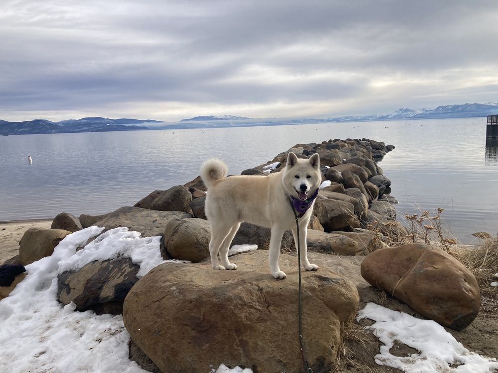 ANIMAL ADVOCATES VETERINARY HOSPITAL Updated October 2024 18 Photos