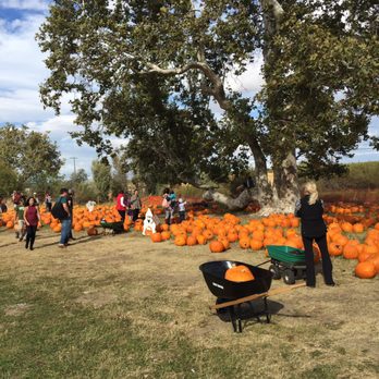 Joan's Farm & Pumpkin Patch - Pumpkin patch - Pumpkin Patches Near Me - Livermore, California