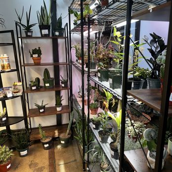 Cereus Plants - Nurseries & Gardening Near Me - Dallas, Texas Cereus Plants - Nurseries & Gardening Near Me - Dallas, Texas