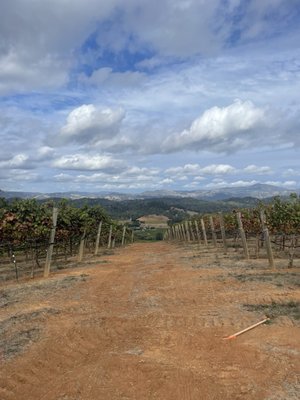 Bella Vineyards & Wine Caves by null