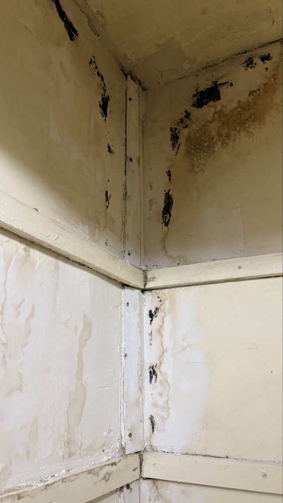 Biotek Mold Specialist NYC - mold inspector in New York, NY