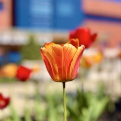 Stamford Hospital - Flowers in bloom in front of the main entrance