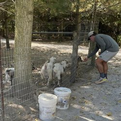 Mooey's Ice Cream - Goats, too!