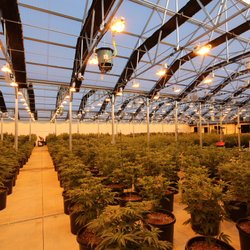Durango Organics - Flower Bays from our Nexus Greenhouse System - Locally grown in La Plata County