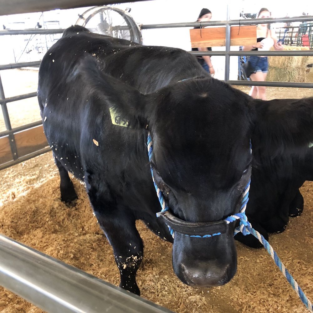 Alameda County Fairgrounds - Black Angus - Venues & Event Spaces Near Me - Pleasanton, California Alameda County Fairgrounds - Black Angus - Venues & Event Spaces Near Me - Pleasanton, California