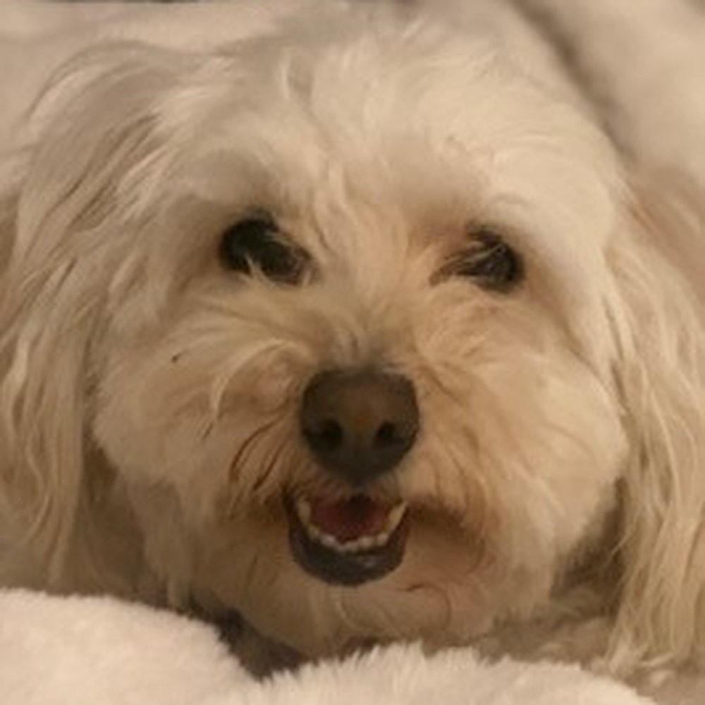 Dashing Dogs Dental - Pet Groomers Near Me - Vancouver, British Columbia