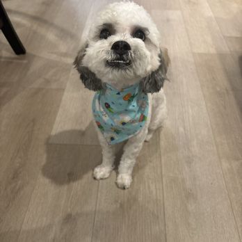 Zoomin Groomin - Pet Groomers Near Me
