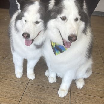Doggie Spa - Our furry girls - Pet Groomers Near Me - Corona, California