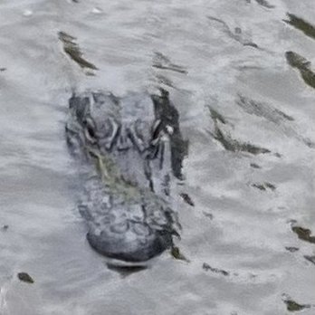 Ultimate Swamp Adventures - Tours Near Me - Westwego, Louisiana