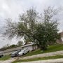 Photo of Alamo City Arbor Care