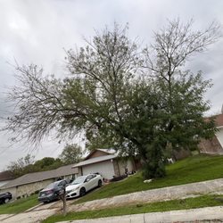 Alamo City Arbor Care