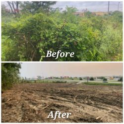 Salazar Alvarez Tree Services
