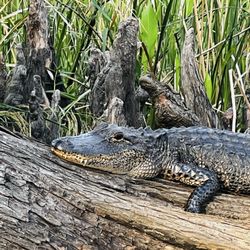 New Orleans Kayak Swamp Tours
