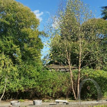 Image Tree Pros - Tree Services Near Me - Windsor, California
