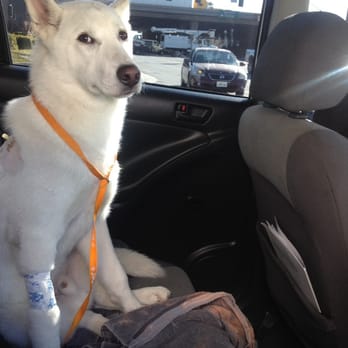 Orange Dog Park - Post surgery - Dog Parks Near Me - Orange, California