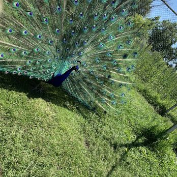 Animal Haven Zoo - Zoos Near Me - Weyauwega, Wisconsin Animal Haven Zoo - Zoos Near Me - Weyauwega, Wisconsin