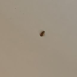 One of many dead bedbugs