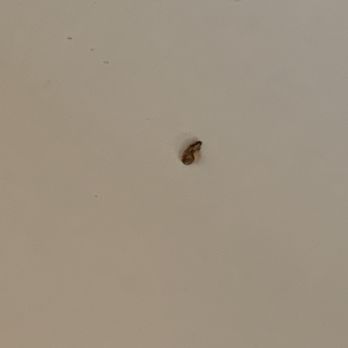 Courtyard by Marriott Springfield Downtown - One of many dead bedbugs - Hotels Near Me - Springfield, Ohio