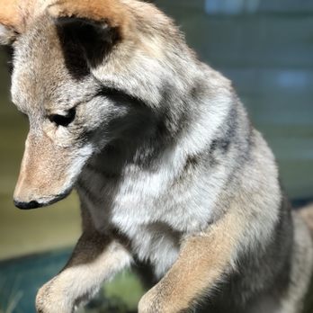 Yellowstone Forever - Coyote - Community Service/Non-Profit Near Me - Gardiner, Montana