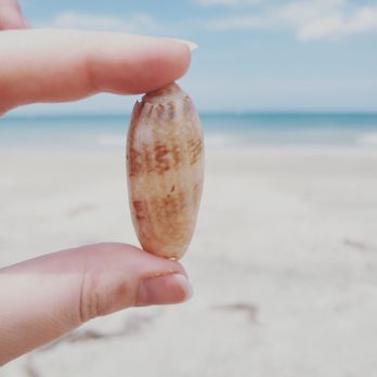 Indian Rocks Beach - Nice sized Olive! - Beaches Near Me - Indian Rocks Beach, Florida Indian Rocks Beach - Nice sized Olive! - Beaches Near Me - Indian Rocks Beach, Florida