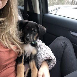 Waiting in the car for his first puppy exam