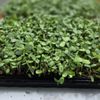 Boston Greens gift card