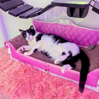 Cat Cafe Maui - Lazing around in style - Pet Adoption Near Me - Kahului, Hawaii
