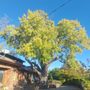 Photo of RC Tree Service