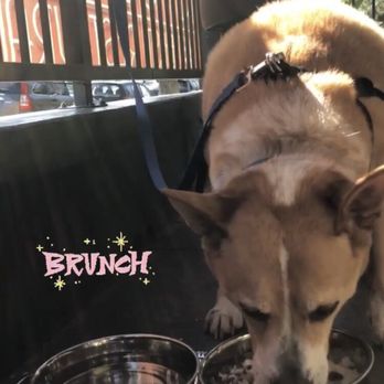 Morrison - Tobias enjoying brunch at his favorite spot - Gastropubs Near Me - Los Angeles, California