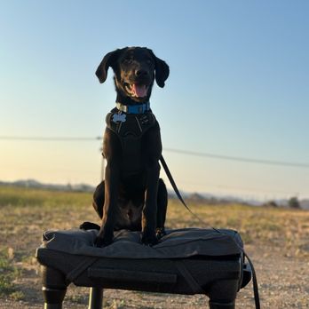Venturing Pack Dog Services - Pet Training Near Me Venturing Pack Dog Services - Pet Training Near Me