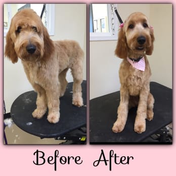 At Your Bark'n Call - Pet Groomers Near Me - Winchester, Virginia