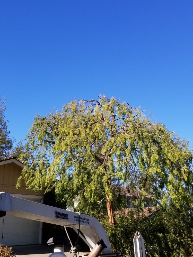 Nature Care Tree Specialist - tree service in San Jose, CA