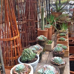 La Mariposa - Cactus