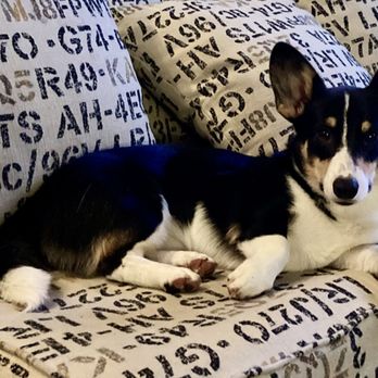 Papaya Veterinary Emergency - Teddy - Emergency Pet Hospital Near Me - Encinitas, California