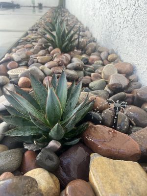 Irrigation Installation & Repair - Ramirez Landscaping Pro stands out for its comprehensive services, specializing in maintenance, yard cleaning, palm trimming, and catering to both residential and commercial clients. Our attention to detail, reliability, and commitment to customer satisfaction set us apart in delivering exceptional results for all your landscaping needs.