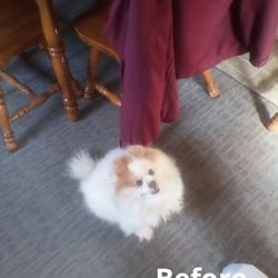 Campbell's Pet Grooming - Our Ollie.