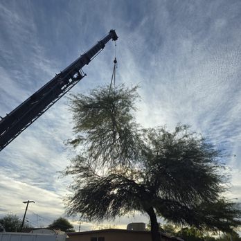 Highrise Tree Service - Tree Services Near Me Highrise Tree Service - Tree Services Near Me